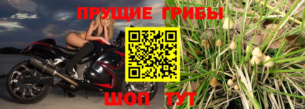 Галлюциногенные грибы Psilocybine cubensis Красноярск